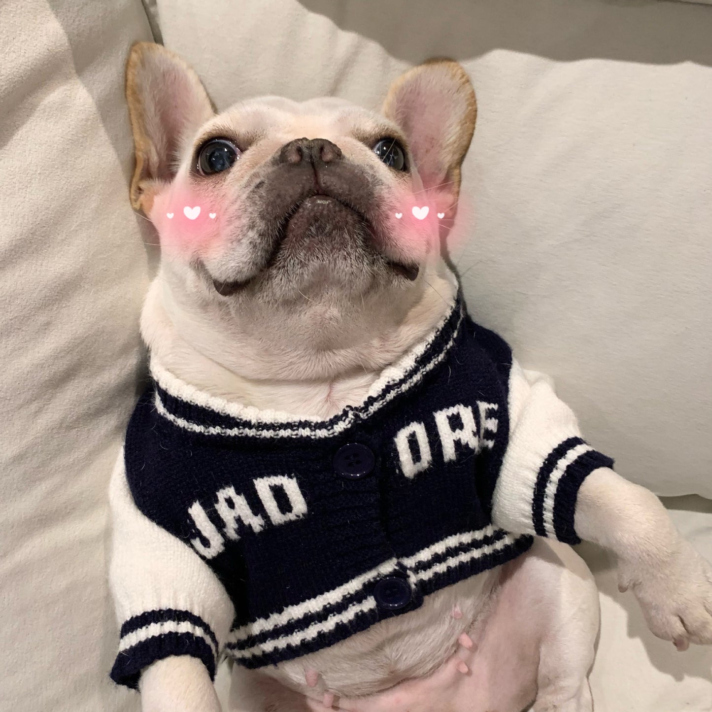 Cat Fighting Schnauzer Kitten Rainbow Bear Pet Sweater